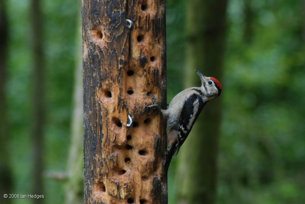 greater_spotted_woodpecker_juvenile