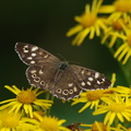 speckled_wood