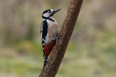 greater_spotted_woodpecker