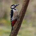 greater_spotted_woodpecker