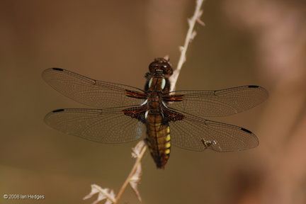 broad_bodied_chaser_female