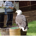 Sid the American Bald Eagle