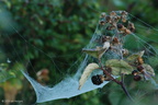 bramble_and_spiders_web