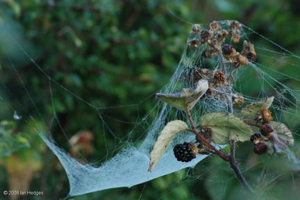 bramble_and_spiders_web