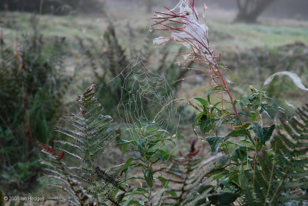 dew_on_spiders_web