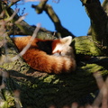 red_panda_asleep