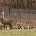 deer_herd