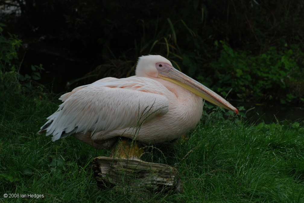 eastern_white_pelican