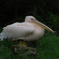 eastern_white_pelican