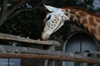 giraffe_eating_fence