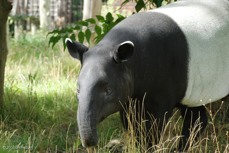 malayan_tapir.jpg