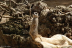 suricate_meerkat