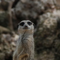 suricate_meerkat1