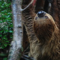 two_toed_sloth