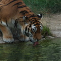tiger_drinking