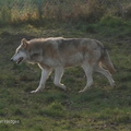 grey_wolf