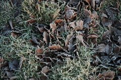 frost_on_oak_leaves