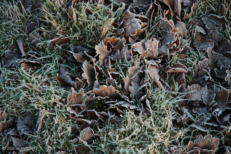 frost_on_oak_leaves.jpg