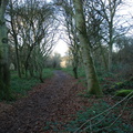 path_through_woods