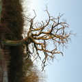 sunlit_tree2