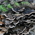 fungi.jpg