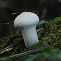 fungi1