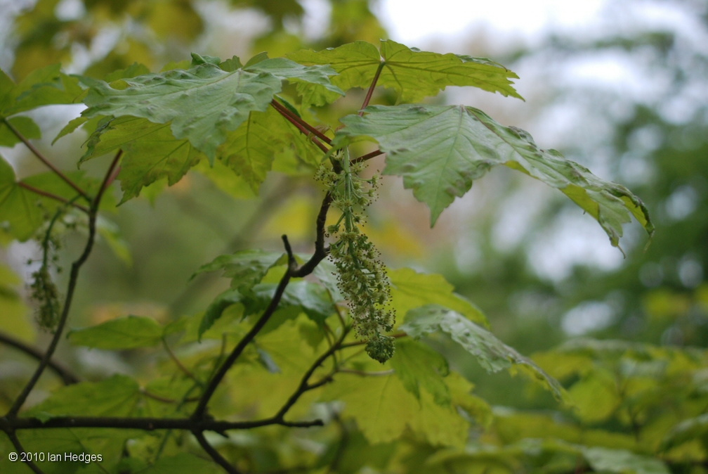 sycamore_flowers