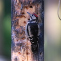 greater_spotted_woodpecker_juvenile