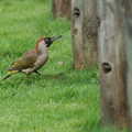 green_woodpecker_female