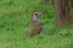 green_woodpecker_juvenile