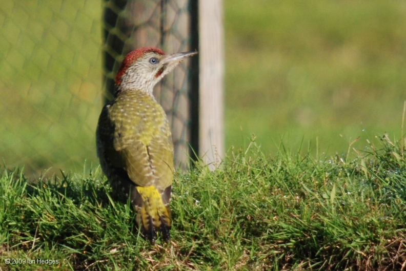 green_woodpecker_juvenile_male.jpg