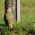 green_woodpecker_juvenile_male