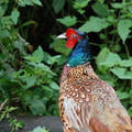male_pheasant