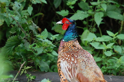 male_pheasant