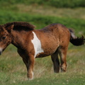 dartmoor_pony_foal