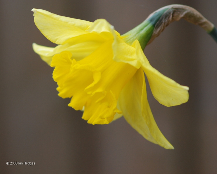 spring_daffodil.jpg