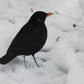 blackbird_male