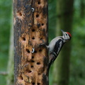 greater_spotted_woodpecker_juvenile.jpg