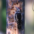greater_spotted_woodpecker_juvenile_001.jpg