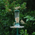 greenfinches