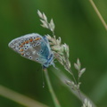 common_blue_side1